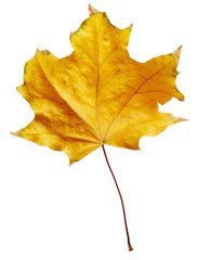 Maple autumn leaf