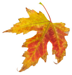 Maple autumn leaf