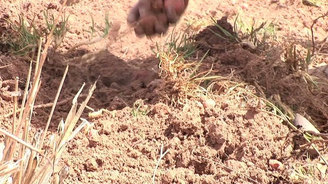 potatoe-harvesting farmers in andes of Peru