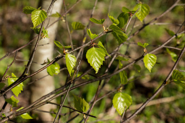Green leaves on a sunny day.