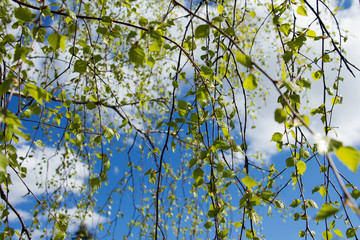 Green leaves against the blue sky.