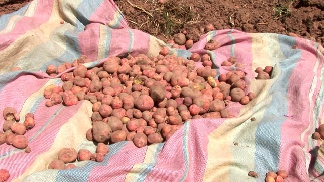 potatoe-harvesting farmers in andes of Peru
