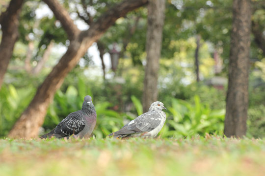 Birds (pigeon) in the grass field.