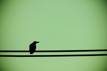 crow on an electric wire