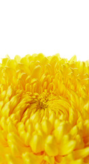 Beautiful chrysanthemum