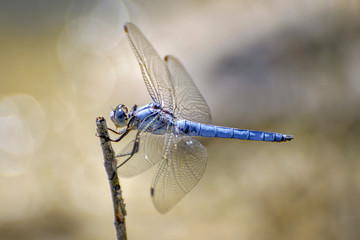 Blaue Libelle