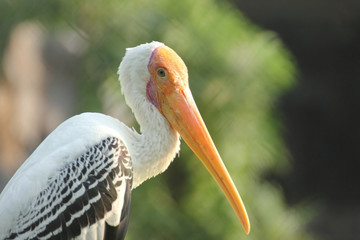 painted stork