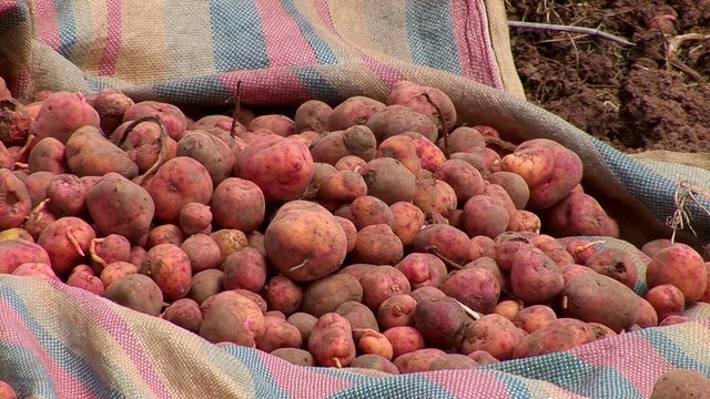 potatoe-harvesting farmers in andes of Peru