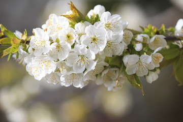 Beautiful spring flowers close up