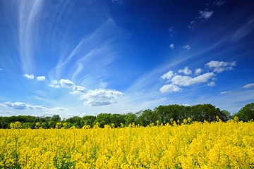 Peel and stick wall murals Countryside Beautiful Polish landscape, flowering rapeseed field