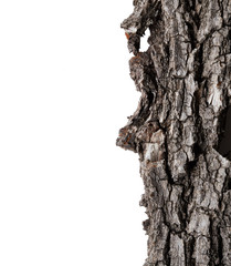 Bark tree
