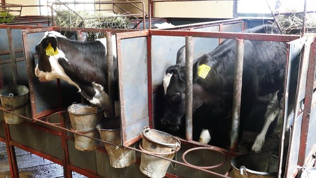 Black and white calves in a farm cowshed 4k
