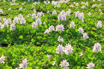 Water Hyacinth flowers