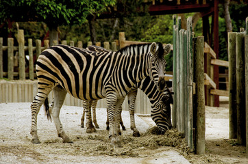 Fototapeta na wymiar Cebras Zebras
