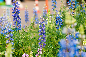 lupine flower