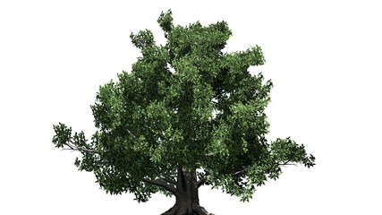 European Beech tree - isolated on white background