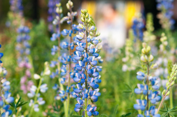 lupine flower