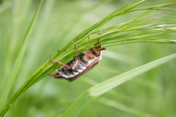 May beetle/A May beetle climbing on a blade of grass up