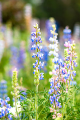 purple lupine flower