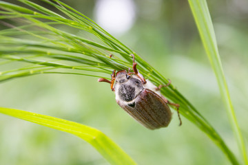 May beetle/A May beetle climbing on a blade of grass up