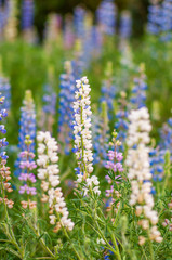 white lupine flower