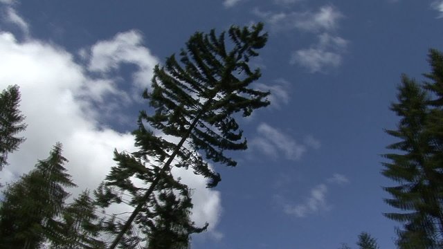 Logging, tree felling
