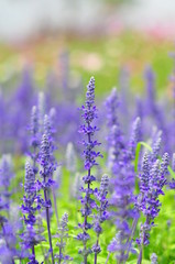 blue salvia flowers in the field in sunny day