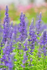 blue salvia flowers in the field in sunny day