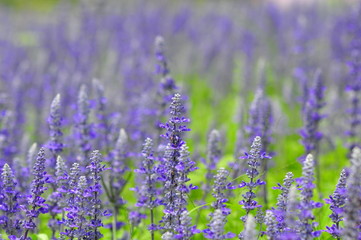 blue salvia flowers in the field in sunny day