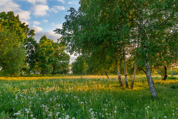 Summer landscape at forest with birch and dandelions