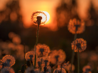 Naklejka premium Field with fluffy blooming dandelions at sunset