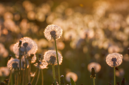 Fototapeta Field with fluffy dandelion in the evening sun backlit