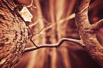 Forest in early spring