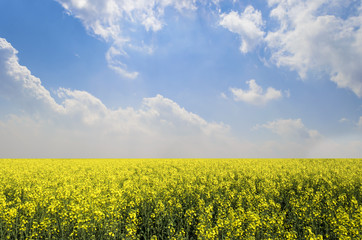 Obraz premium Canola Field