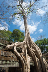 Ta Prohm Temple, Siem Reap, Cambodia