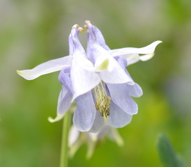 Akelei, Aquilegia