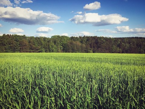 Fr&uuml;hling auf den Feldern
