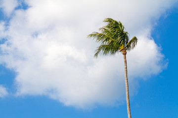 Coconut tree with blue sky in samui island, Thailand