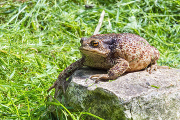 Common toad (Bufo bufo)