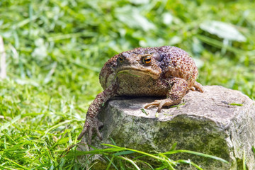 Common toad (Bufo bufo)