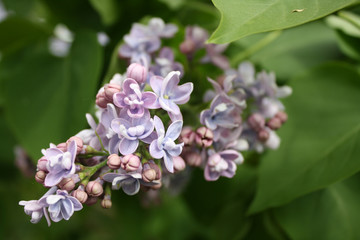 flowering lilacs