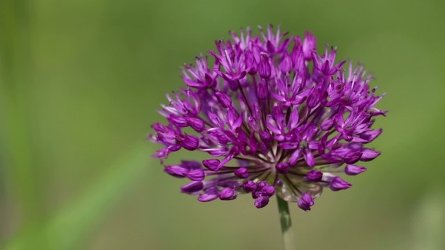 Lila Kugelbl&uuml;te bewegt sich sanft in einer sommerlichen Briese