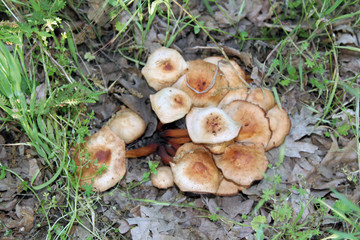 Seta primaveral, dehesa de Hernán Pérez, España