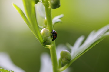 Marienkäfer an einem Knospen besetzten Eisenhutstengel