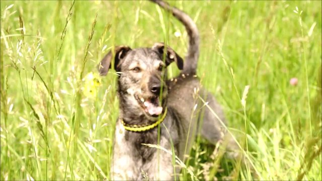 Happy Dog