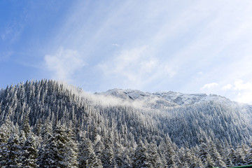 Winter Forest with blue sky on the China