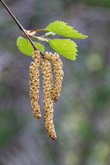 birch catkin