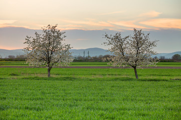 Cherry tree at sunset