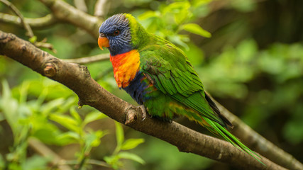 Rainbow Lorikeet