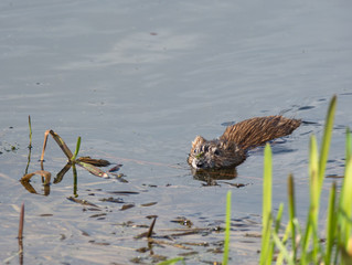 beaver on the lake © Alexander Lupin